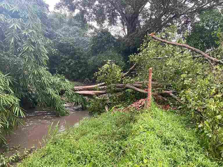 Pohon Ambruk Menimpa Pagar Pembatas Kali di Perumahan Narahi 2