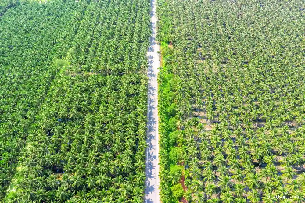 Hilirisasi Perkebunan Dorong Kemandirian Energi Nasional