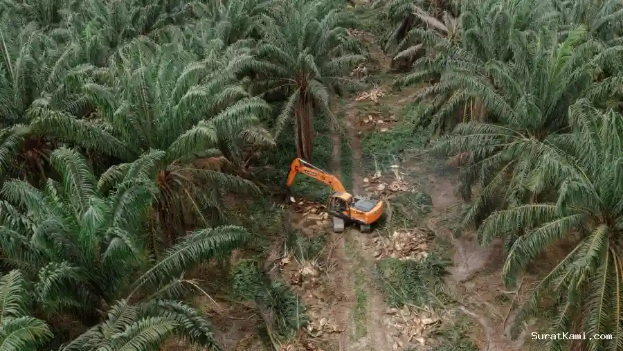 IPO AEP Nusantara Perkuat Ekspansi Sawit di Kalimantan