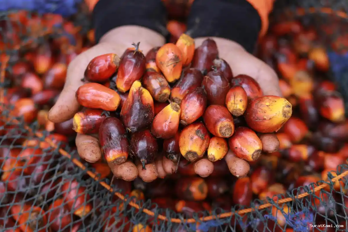 Saham Sawit Melonjak, Prospek CPO Terdorong B50