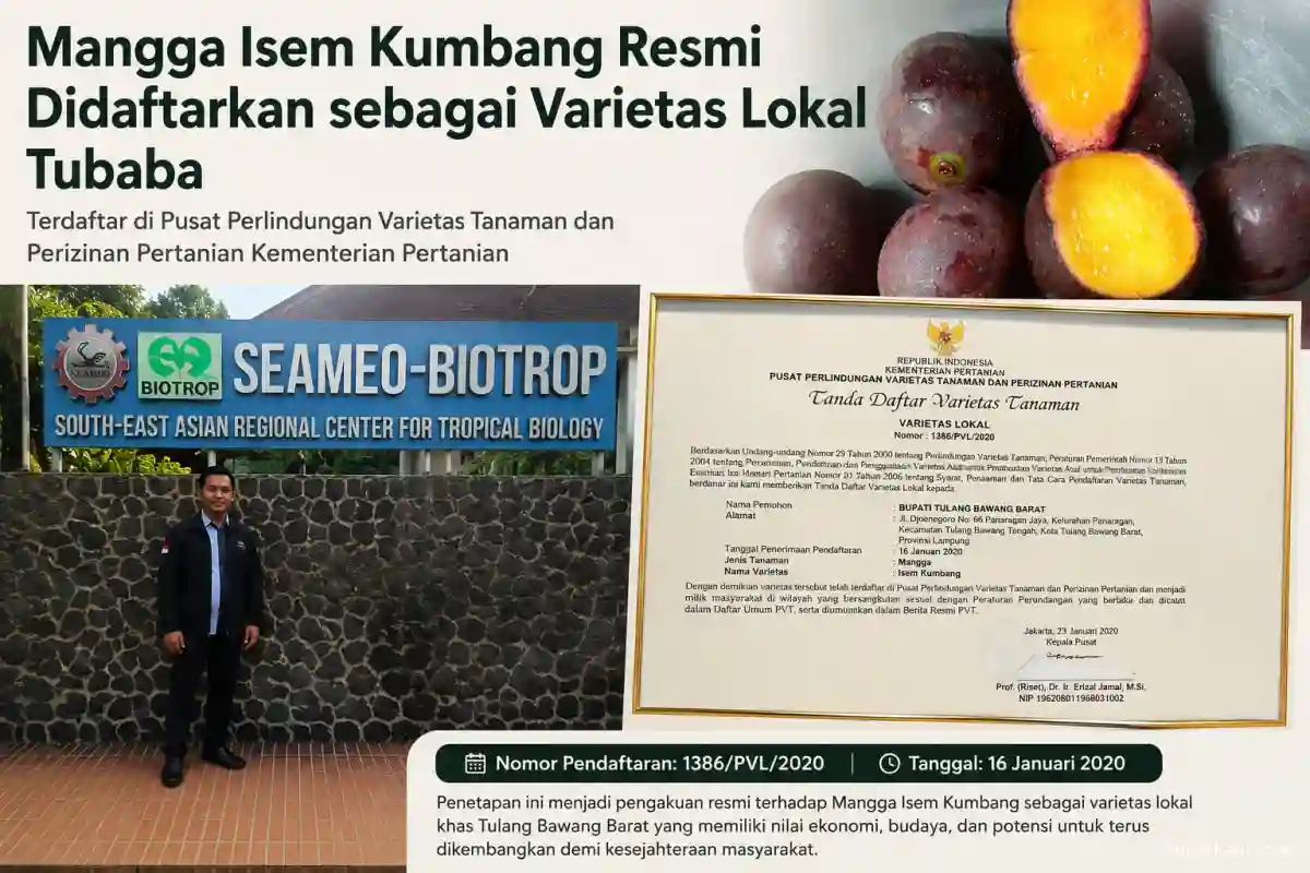 Kultivar Mangga Lokal Masyarakat Tubaba: Antara Tanaman Introduksi dan Identitas Budaya Lokal