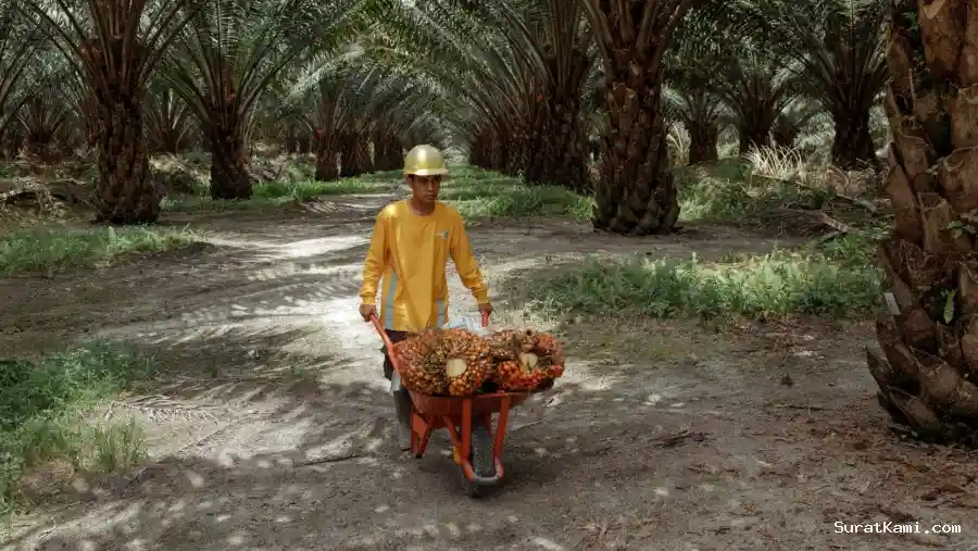 Harga CPO Naik Tiga Pekan Beruntun Meski Ditutup Melemah