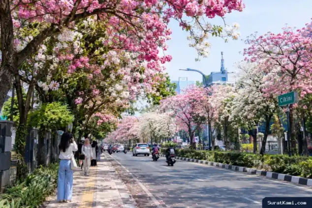 Bunga Tabebuya Bermekaran di Jalan Cikini Jakarta, Suasananya Mirip Musim Semi di Jepang