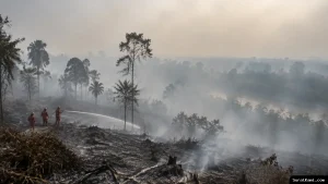 Perusahaan Terindikasi Karhutla Diminta Bertindak Oleh Singapura